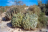 La riserva naturale di Souss-Massa - Marocco meridionale. La caratteristica vegetazione semi arida con euforbie cactacee.